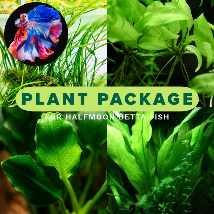 Plant Package for Halfmoon Betta Fish Tank