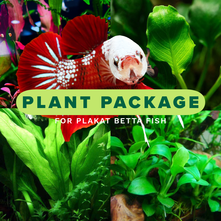 Plant Package for Plakat Betta Fish Tank