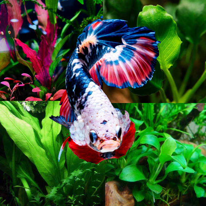 Plant Package for Plakat Betta Fish Tank