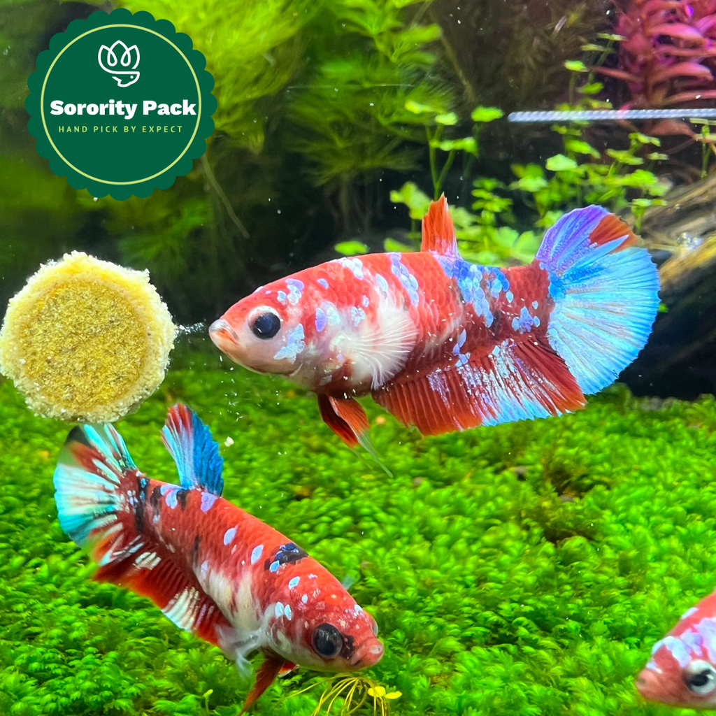 Mixed Koi Red Female Betta Fish Sorority | Successful Sorority Pack