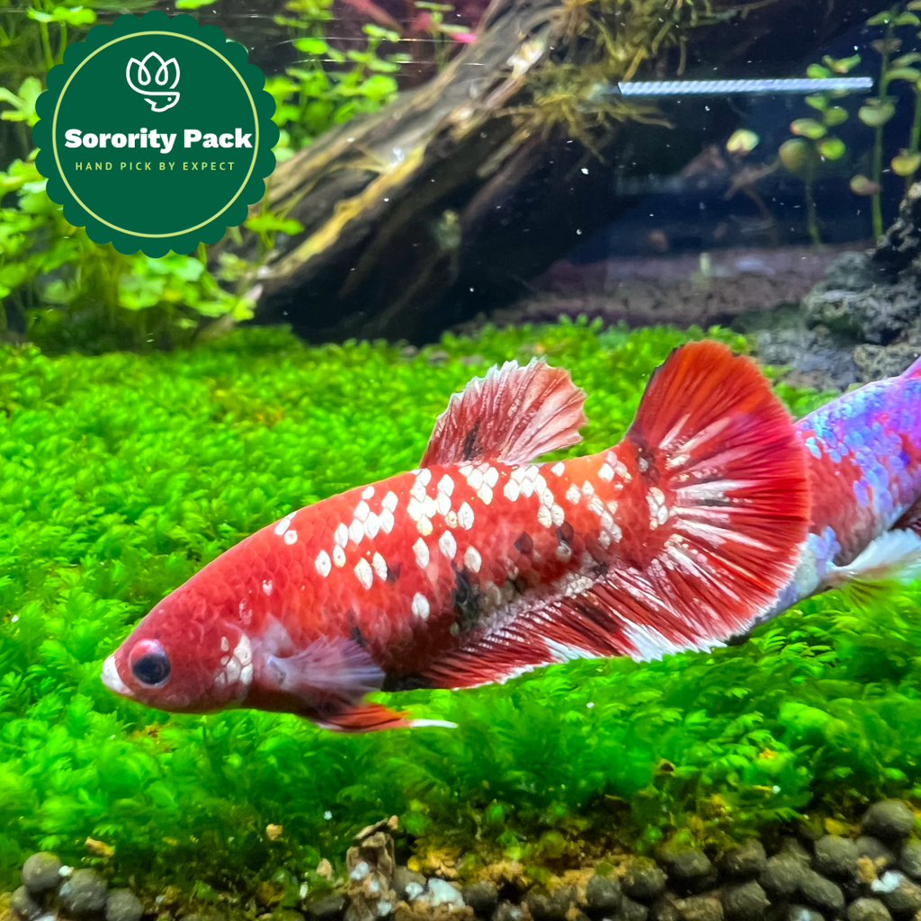 Mixed Koi Red Female Betta Fish Sorority | Successful Sorority Pack