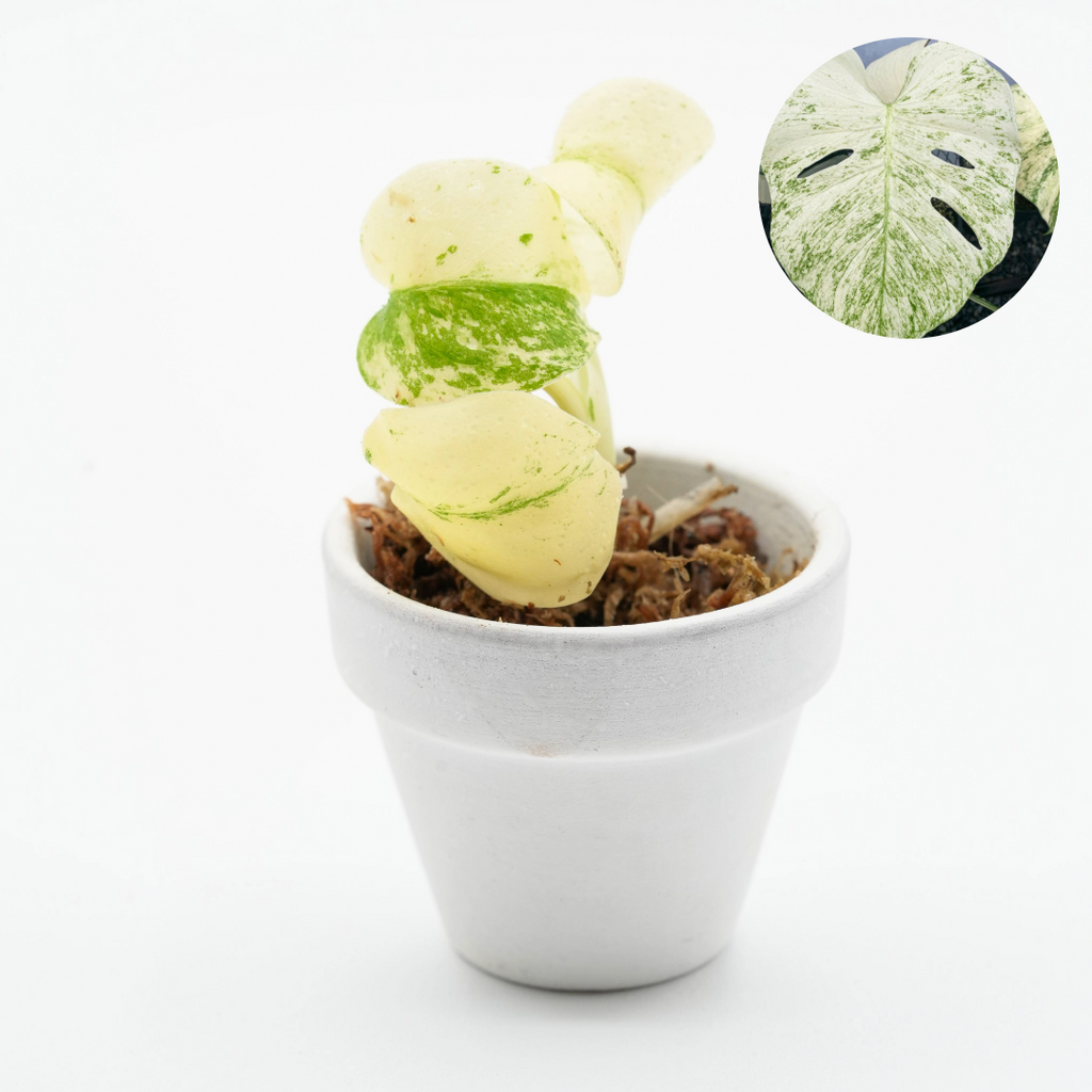 Variegated Monstera White Monster Tissue Culture Plant