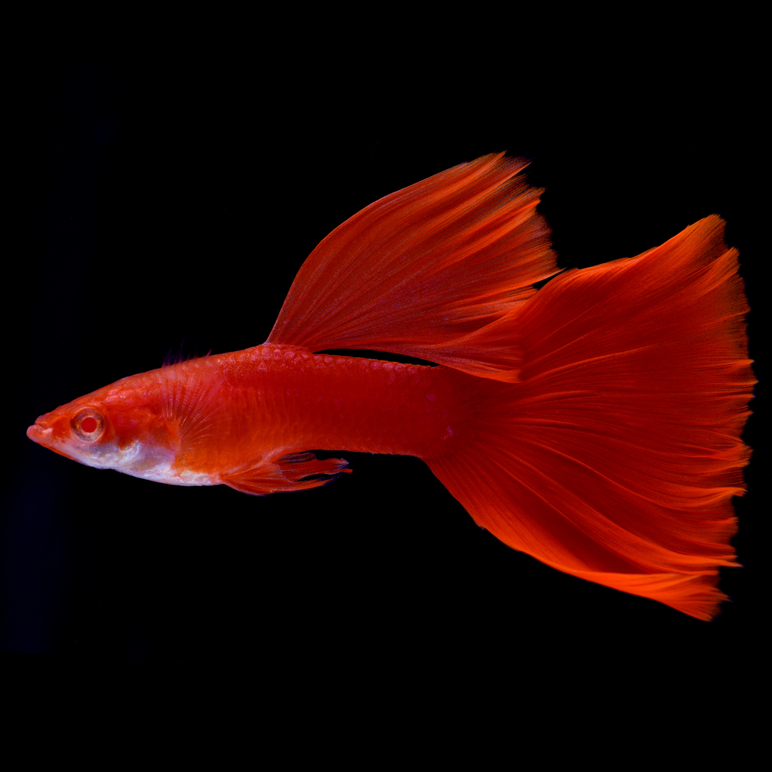 Albino Full Red Big Dorsal Guppy Fish