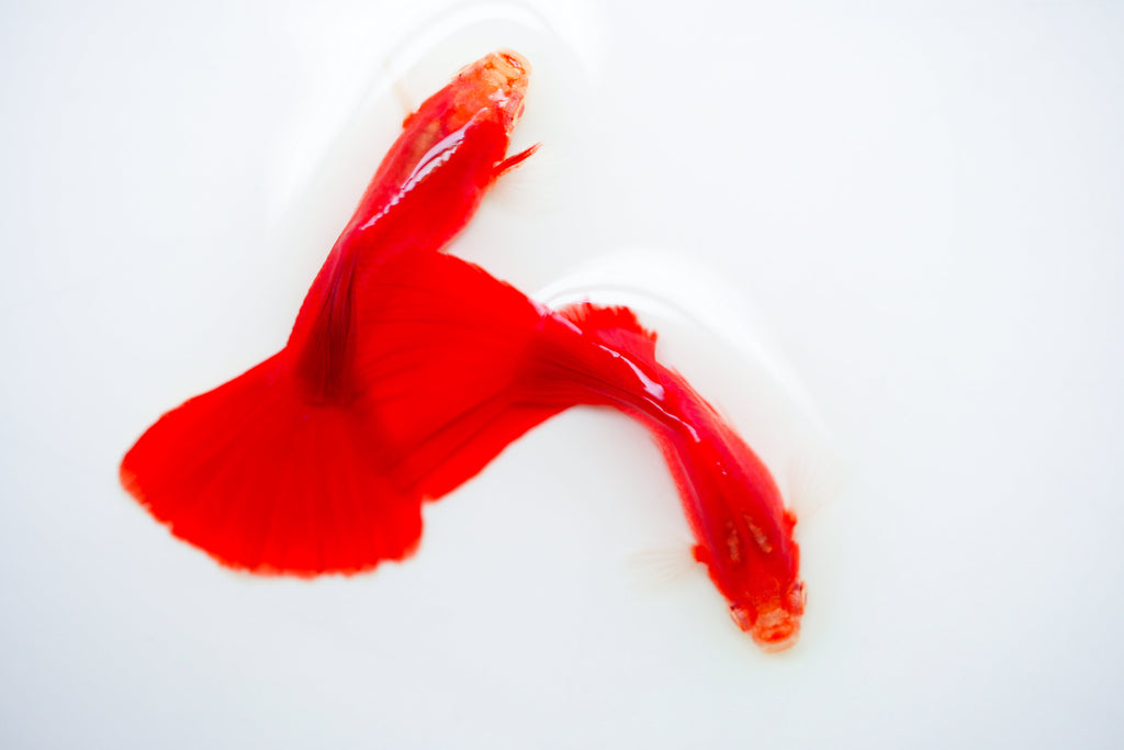 Albino Full Red Big Dorsal Guppy Fish