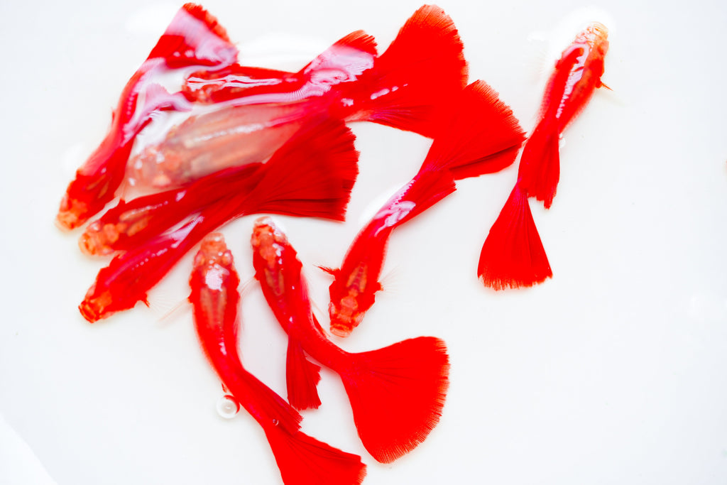 Albino Full Red Big Dorsal Guppy Fish