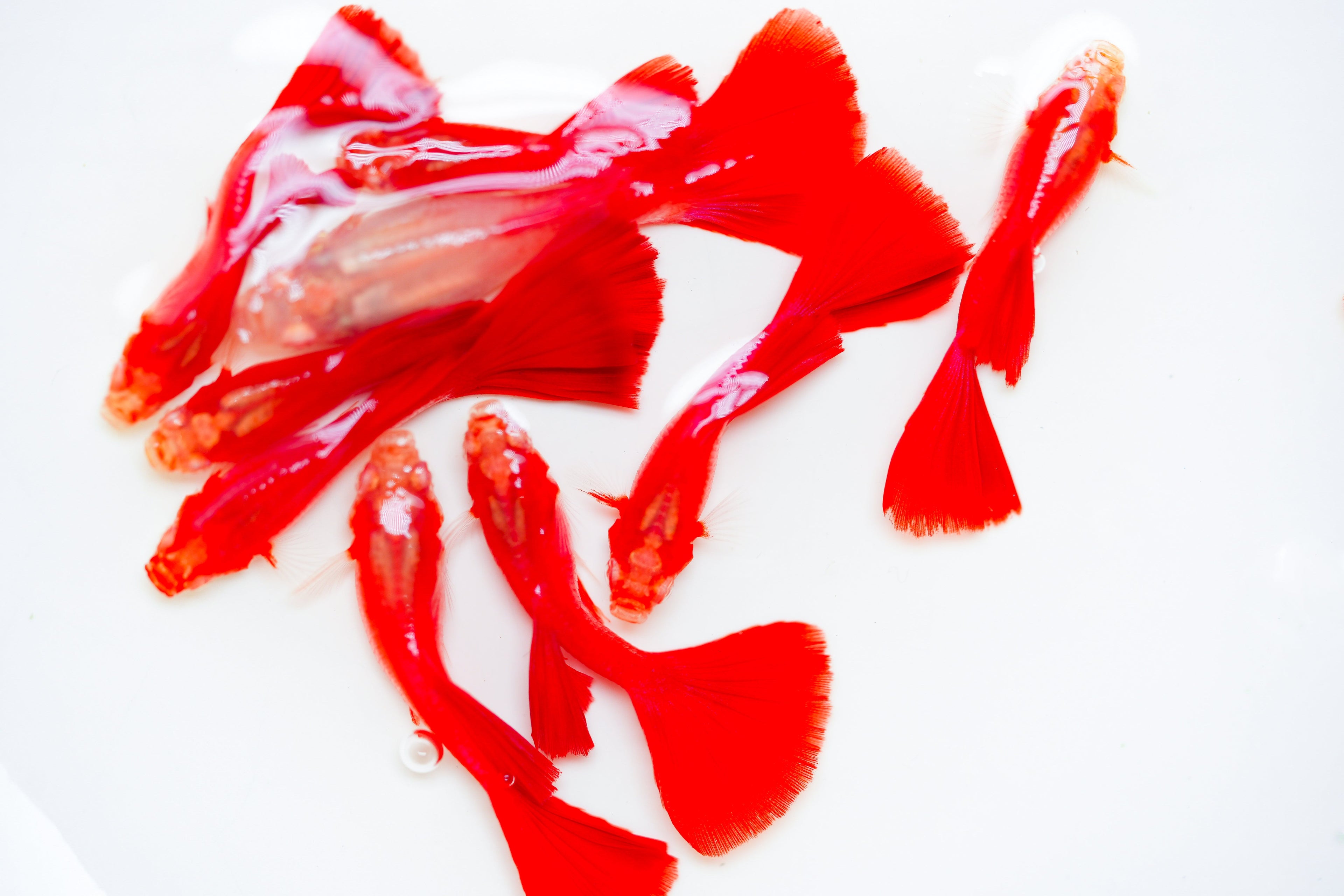 Albino Full Red Big Dorsal Guppy Fish