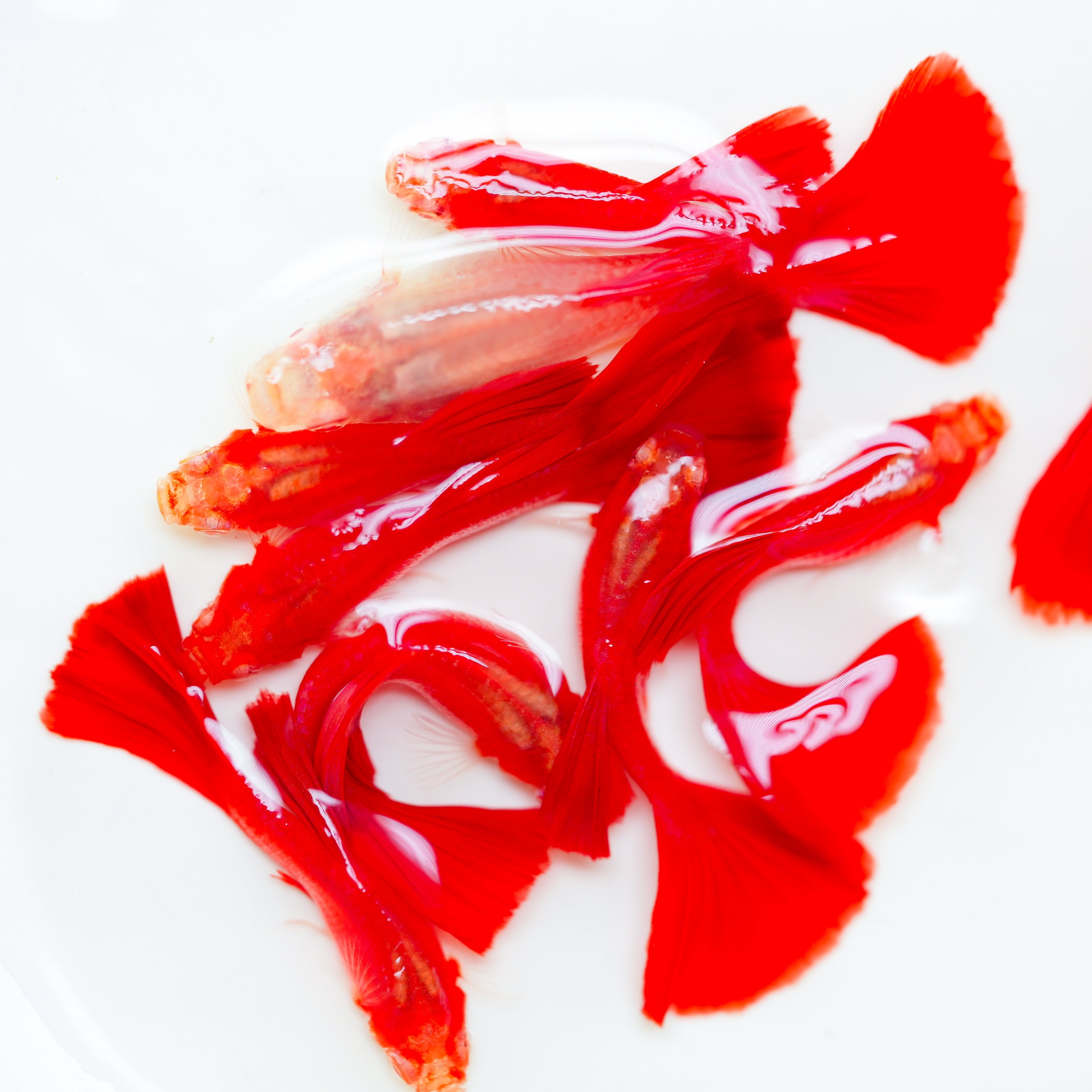 Albino Full Red Big Dorsal Guppy Fish