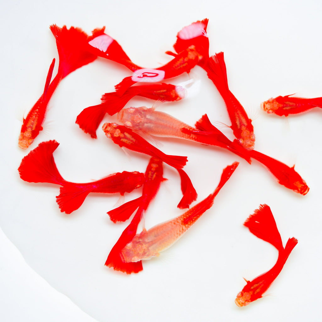 Albino Full Red Big Dorsal Guppy Fish