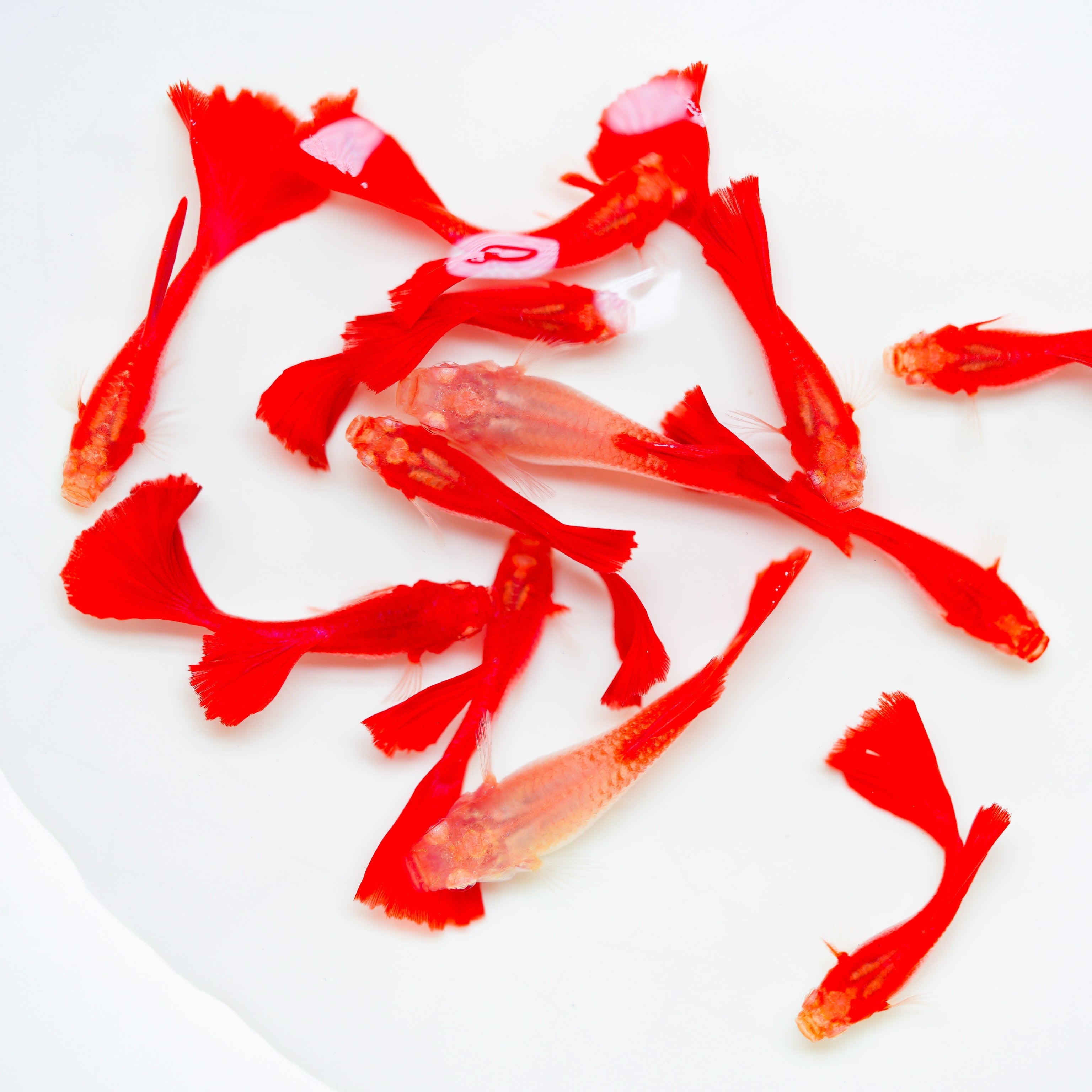 Albino Full Red Big Dorsal Guppy Fish