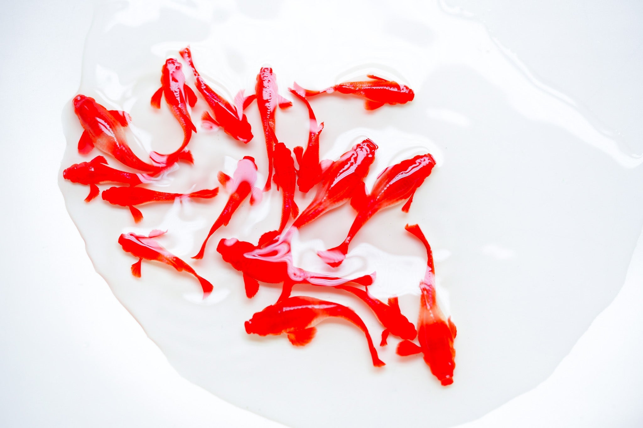 Koi Red Ear Guppy Fish