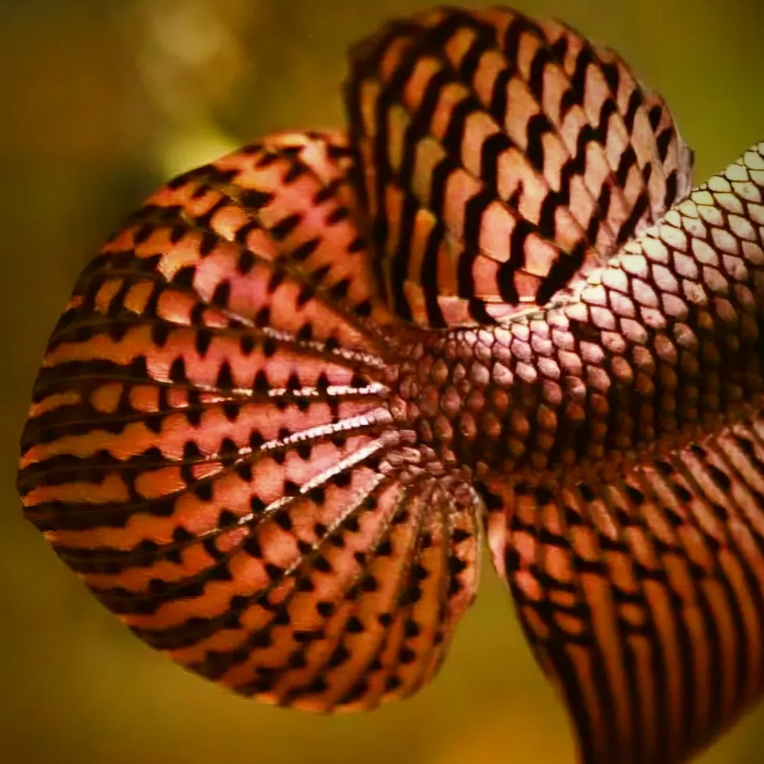 Wild Alien Copper Male Betta Fish