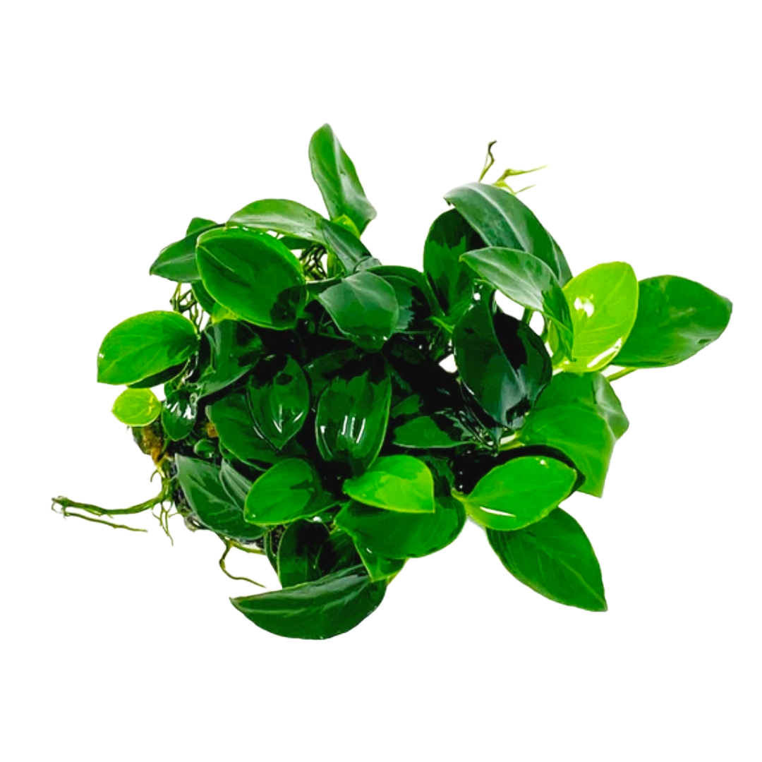 Anubias Nana Petite