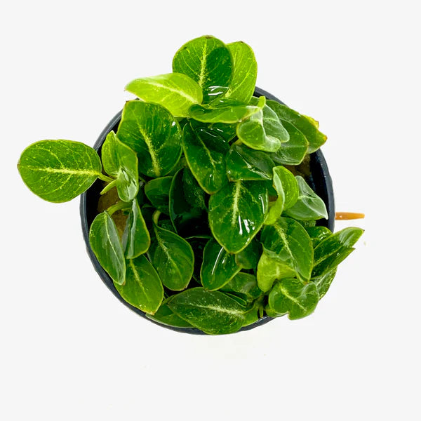 Anubias Stardust Mini