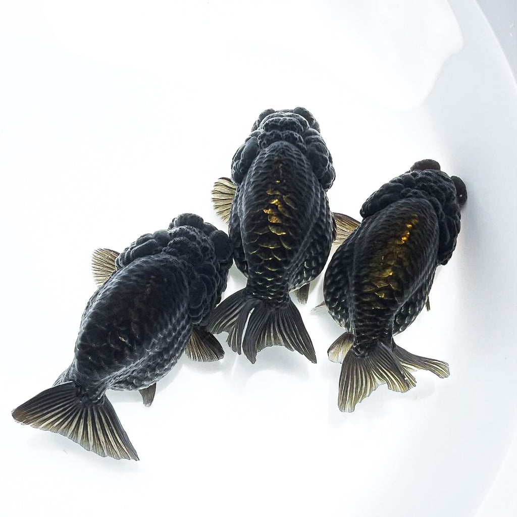 Black Copper Ranchu Goldfish | Grower Pick