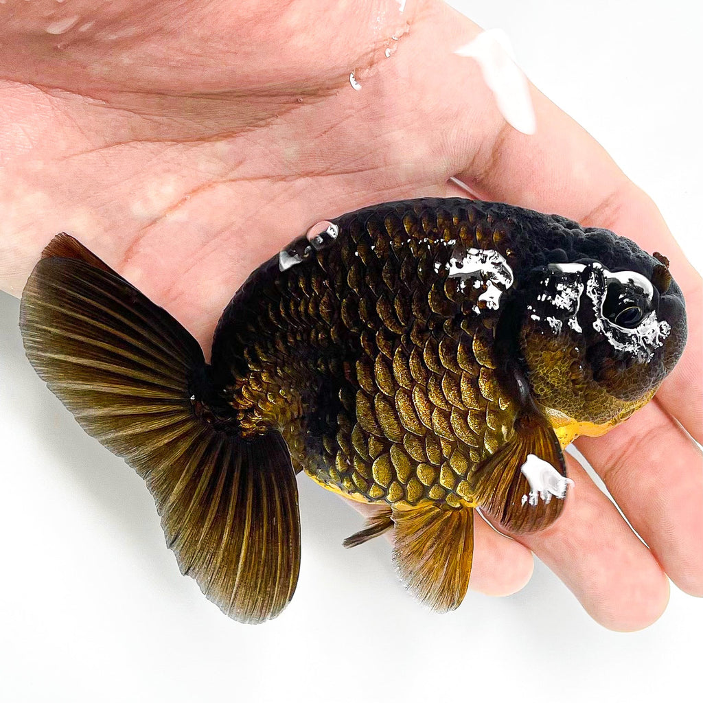 Black Copper Ranchu Goldfish | Grower Pick