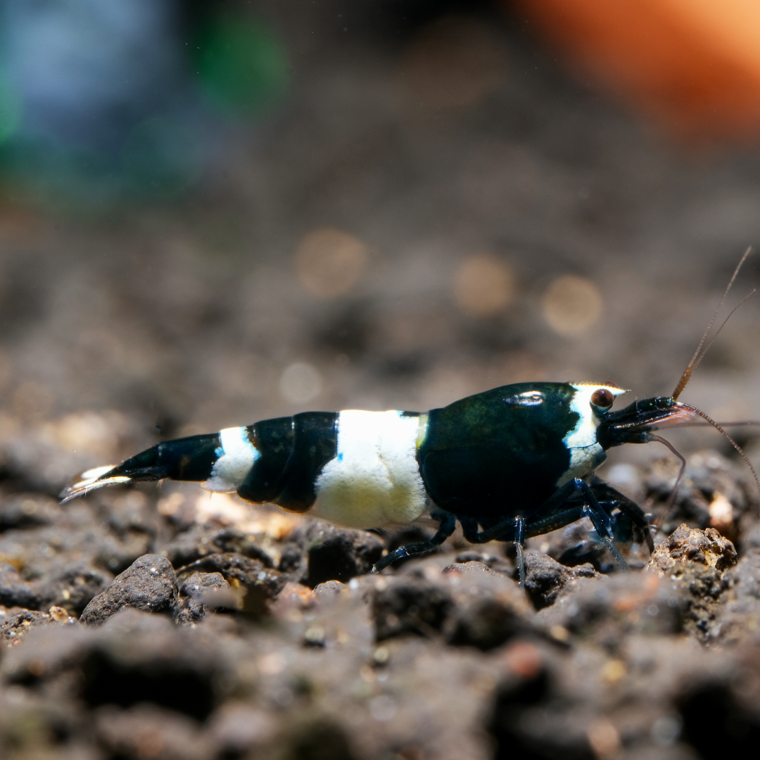 Black Panda Caridina Shrimp