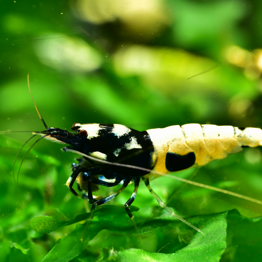 Black Pinto Caridina Shrimp