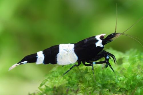 Black Panda Caridina Shrimp