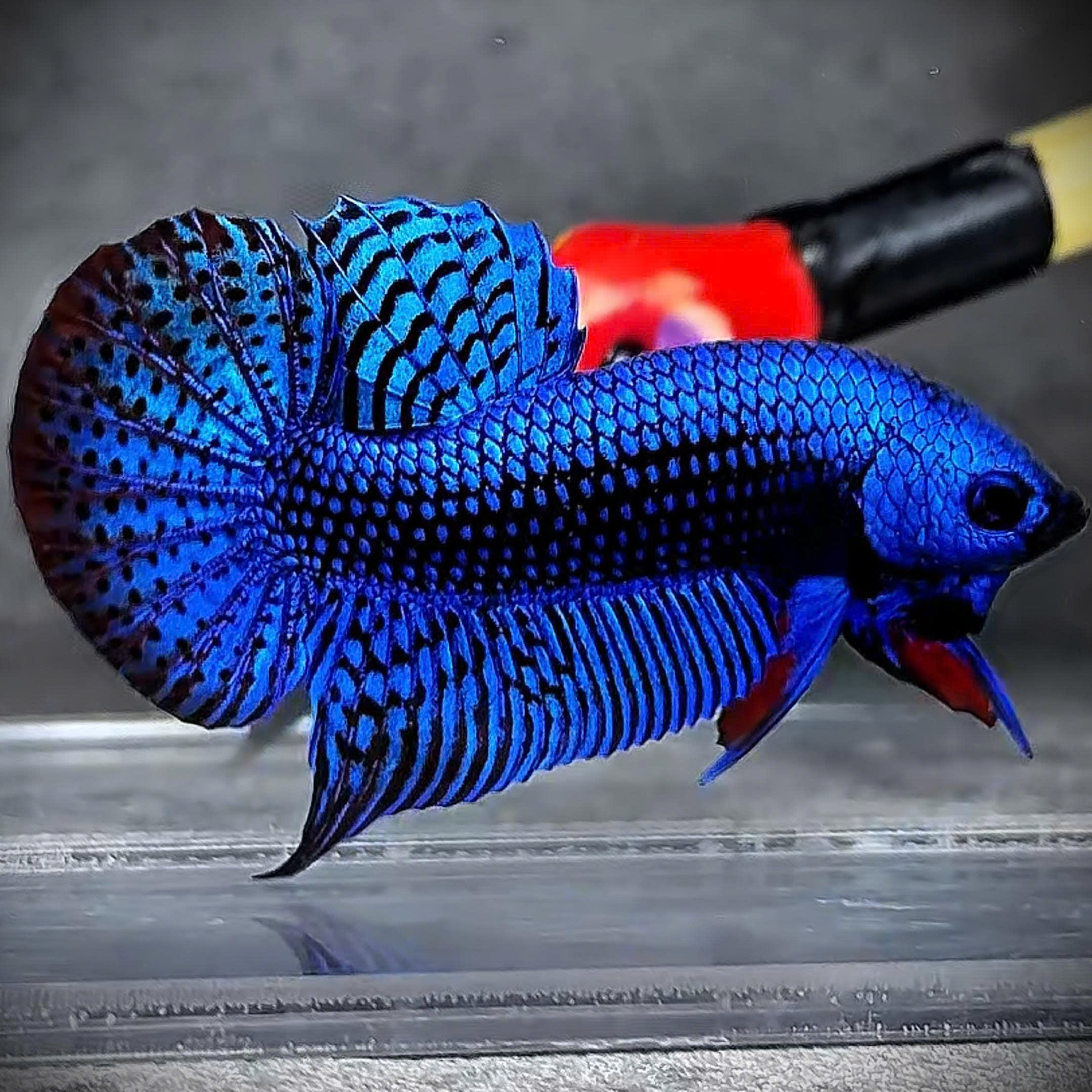 Wild Alien Blue Male Betta Fish