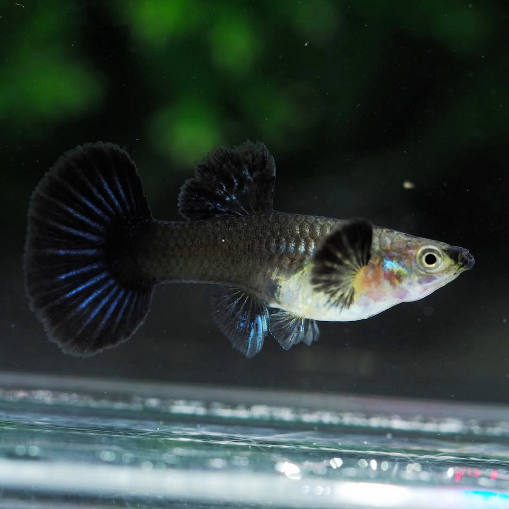 Blue Dragon Guppy Fish