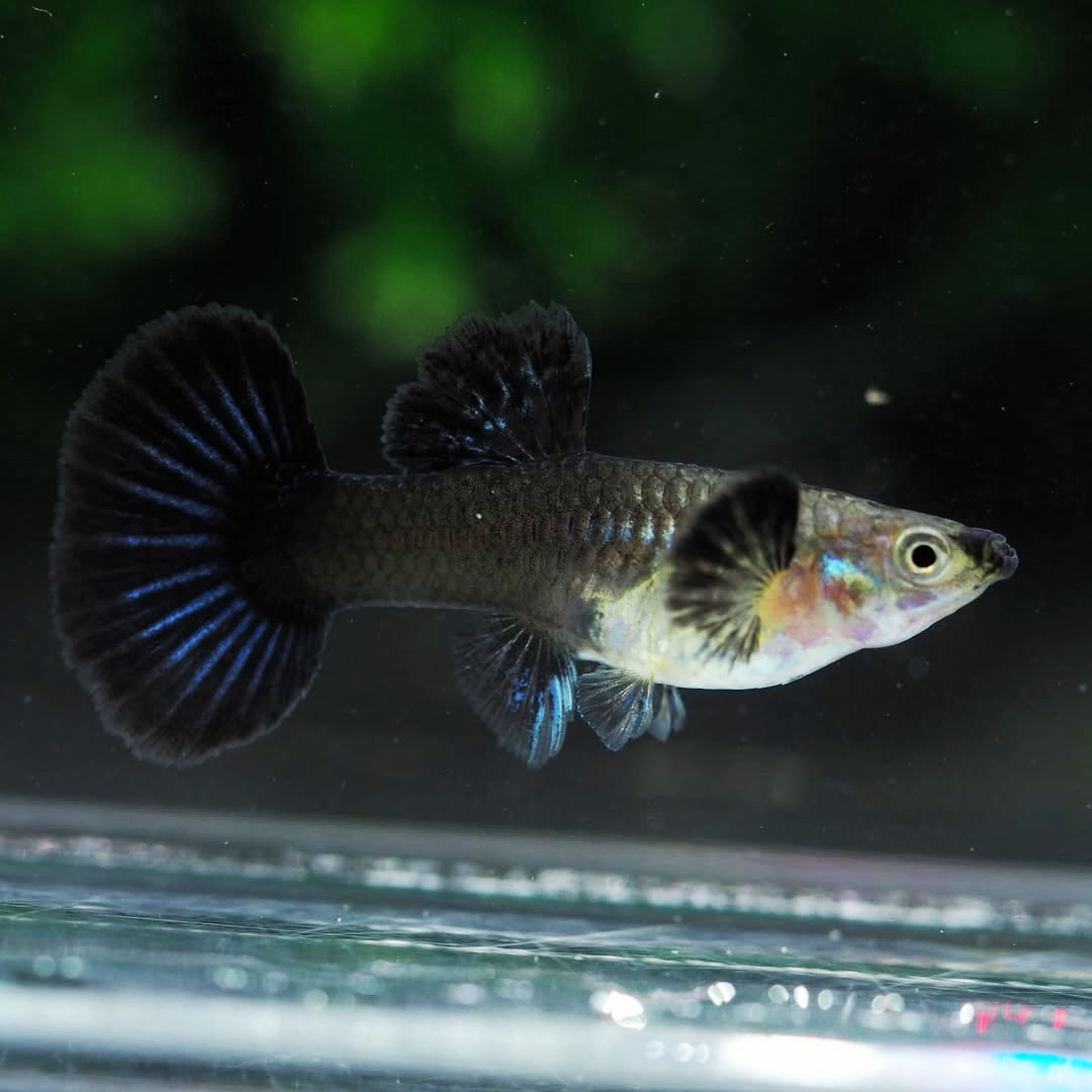 Blue Dragon Guppy Fish
