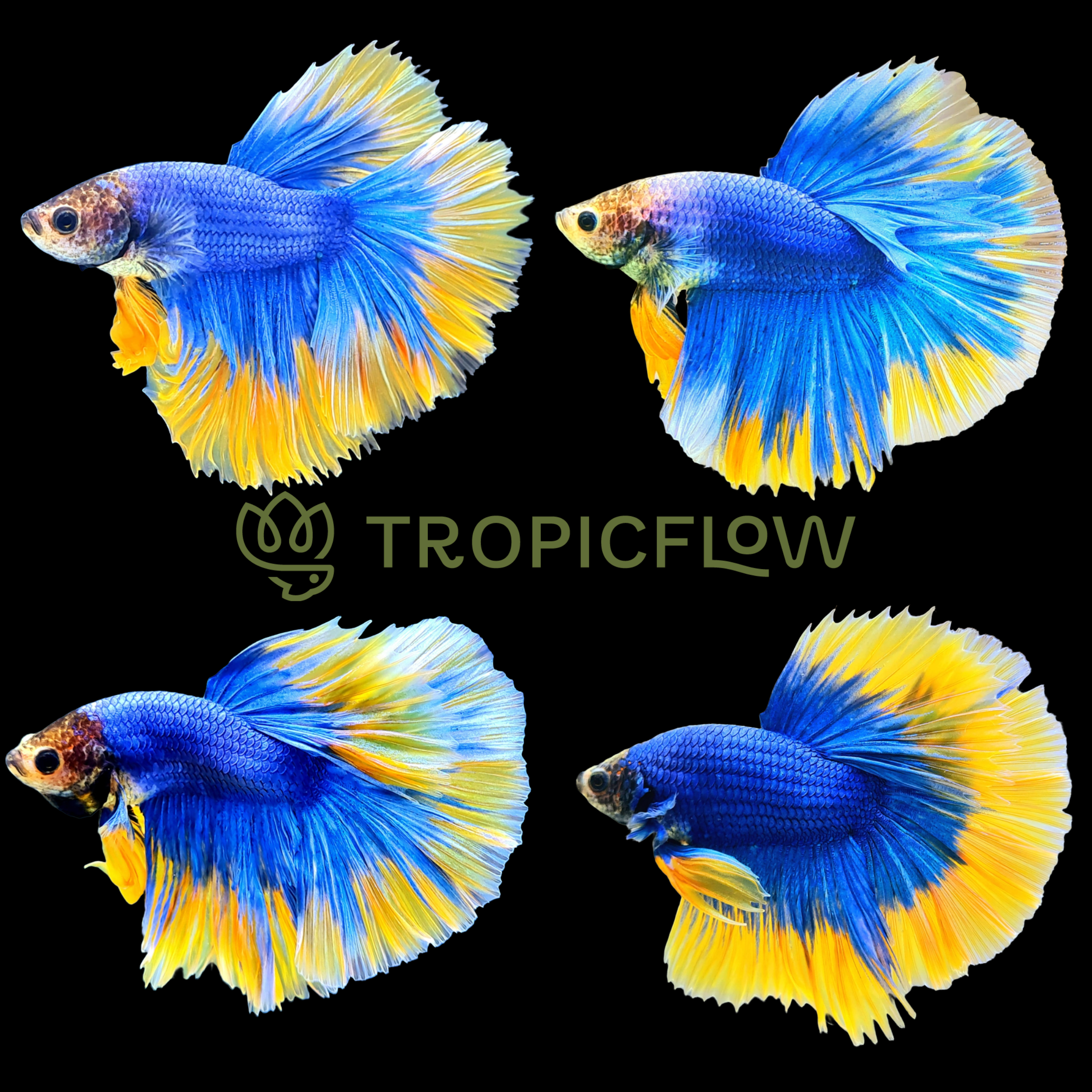 Blue Gas Grizzle Halfmoon Male Betta Fish