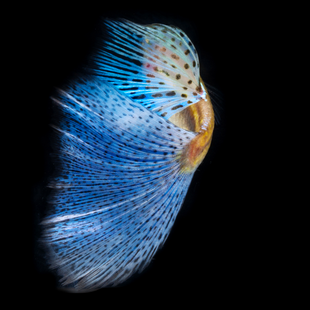 Blue Grass Fancy Guppy Fish