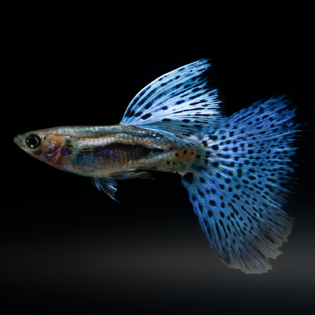 Blue Grass Fancy Guppy Fish
