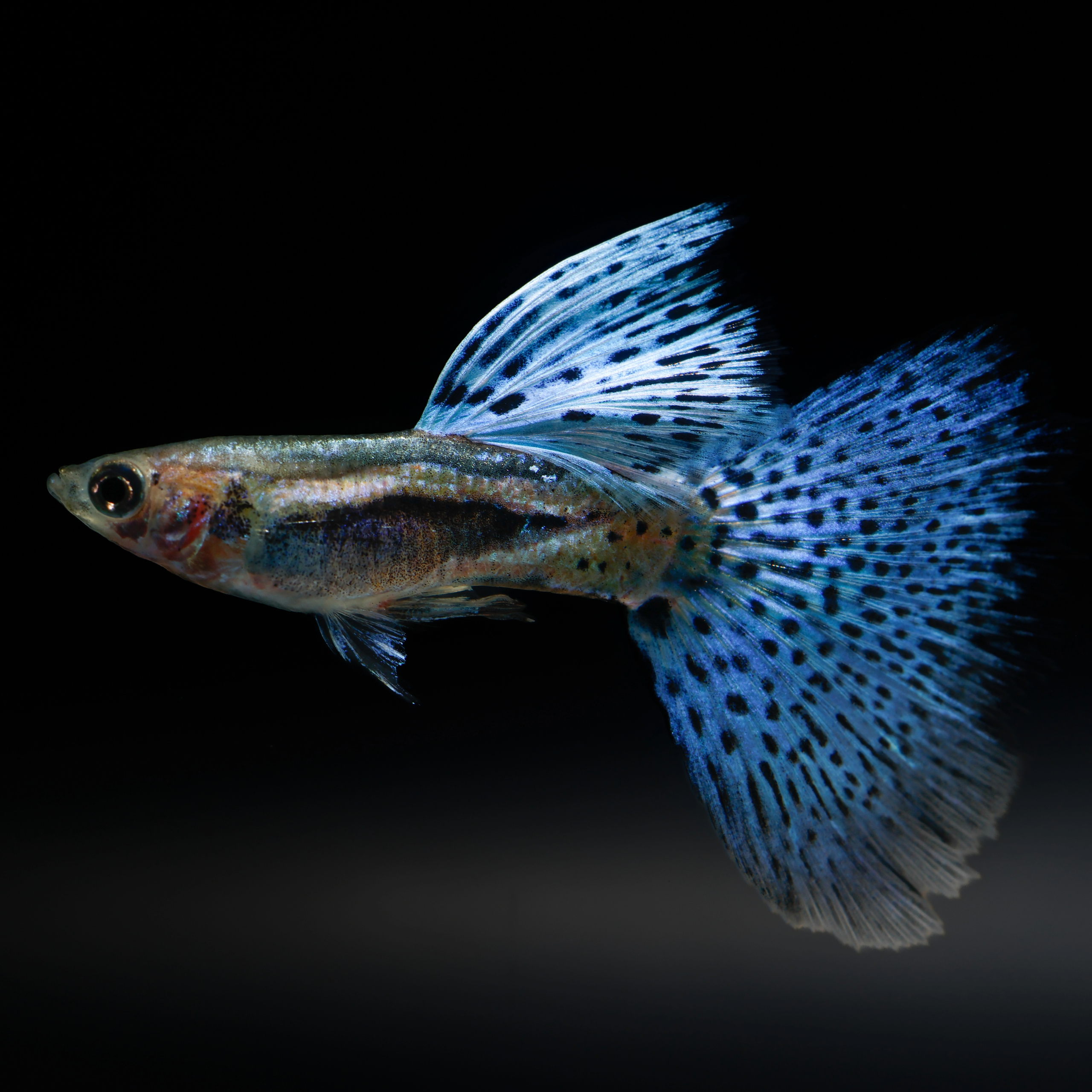 Blue Grass Fancy Guppy Fish