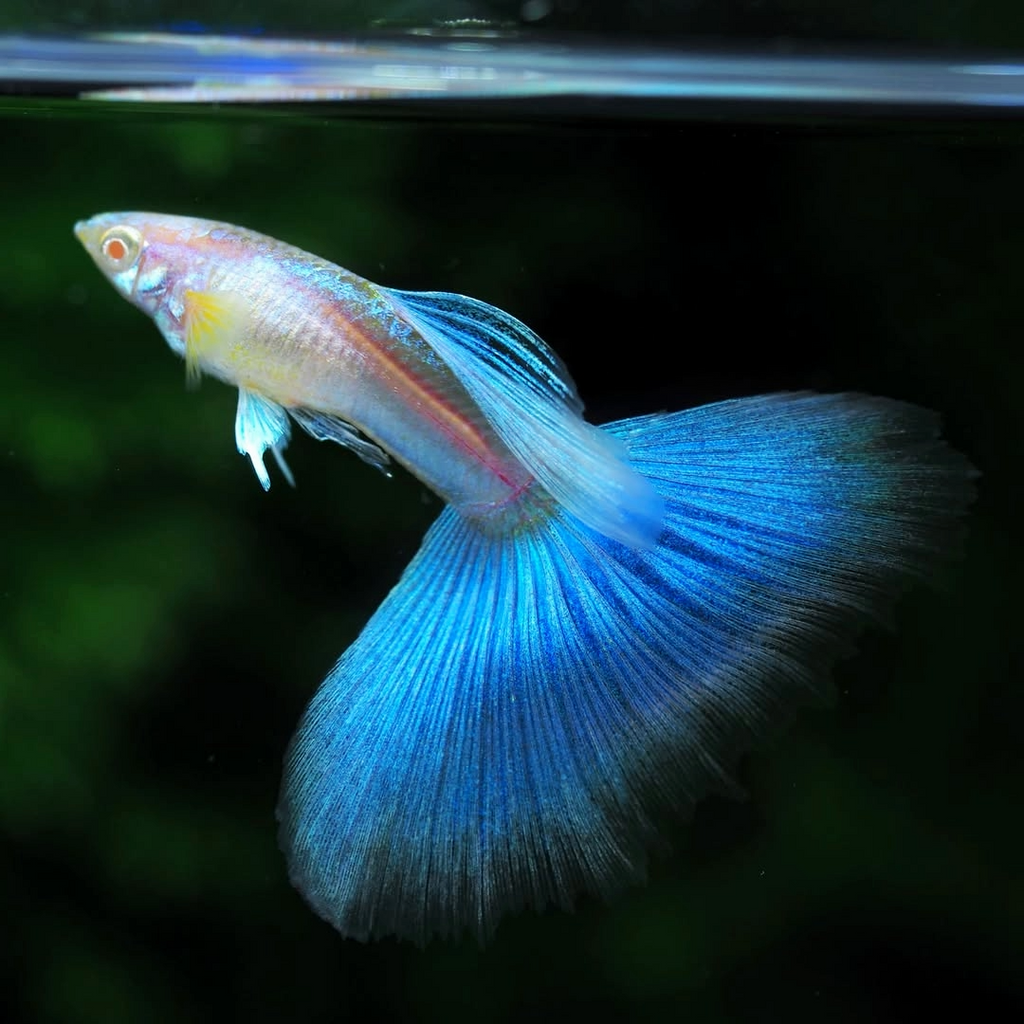 Blue Topaz Big Dorsal Guppy Fish