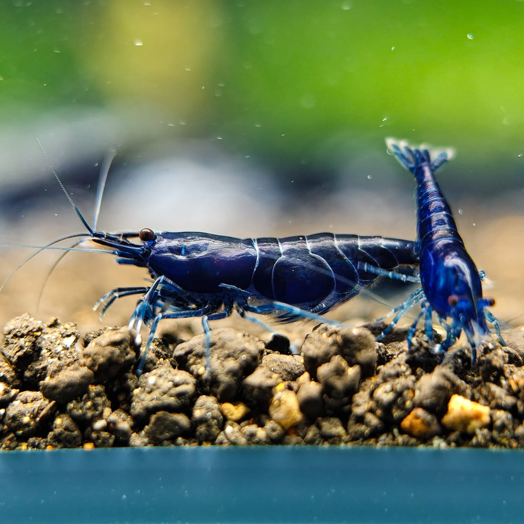 Blue Sapphire Dream Neocaridina Shrimp