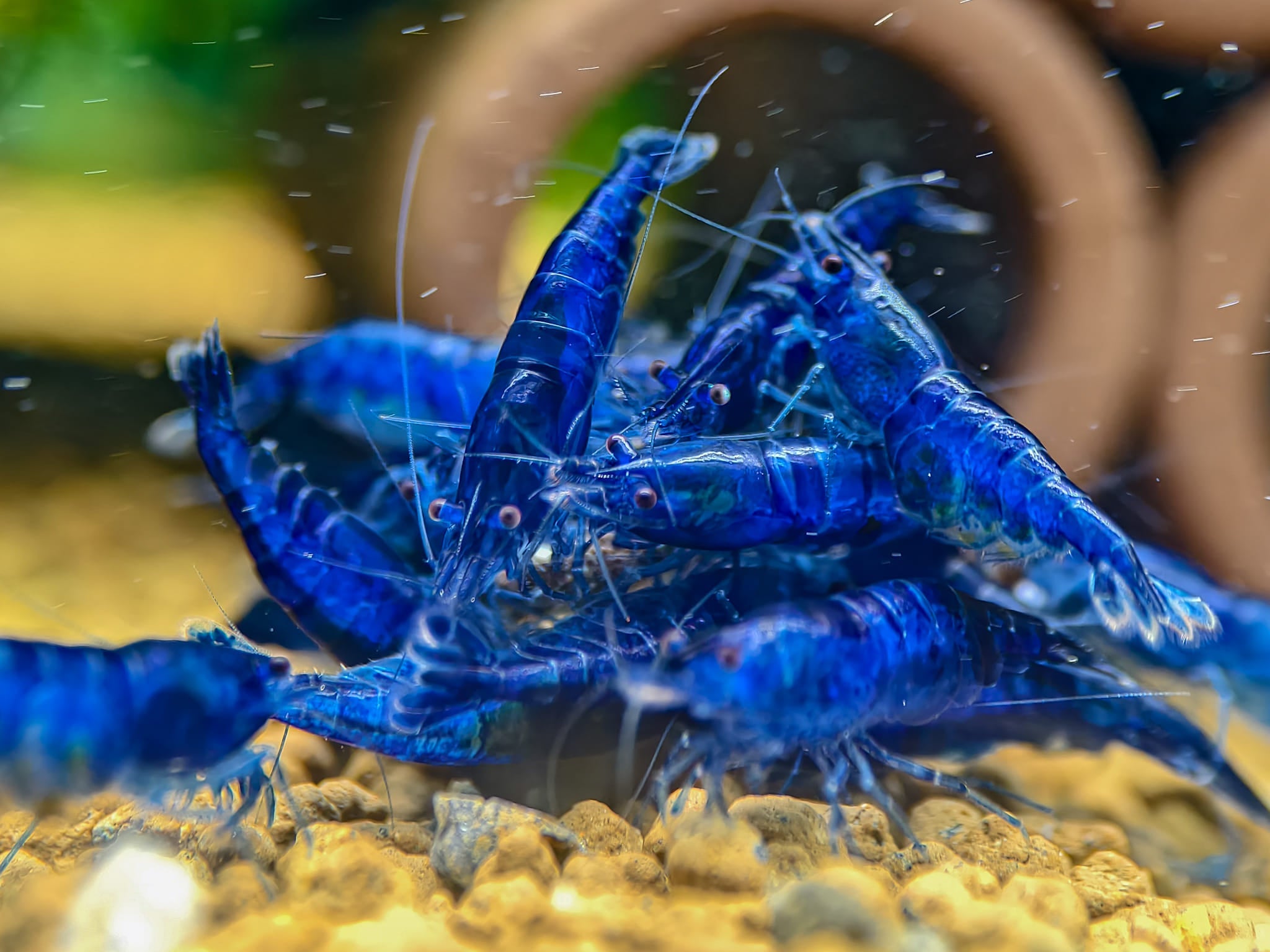 Blue Dream Neocaridina Shrimp