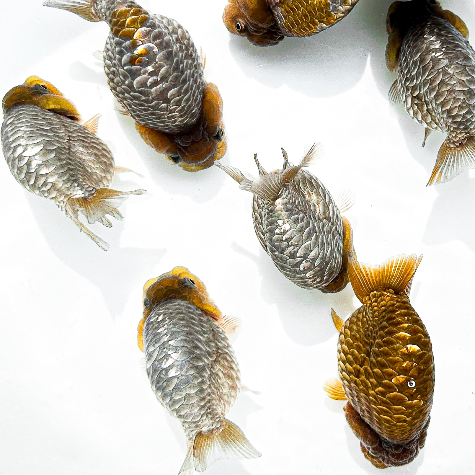 Chocolate Scale Ranchu Goldfish | Ultra Rare