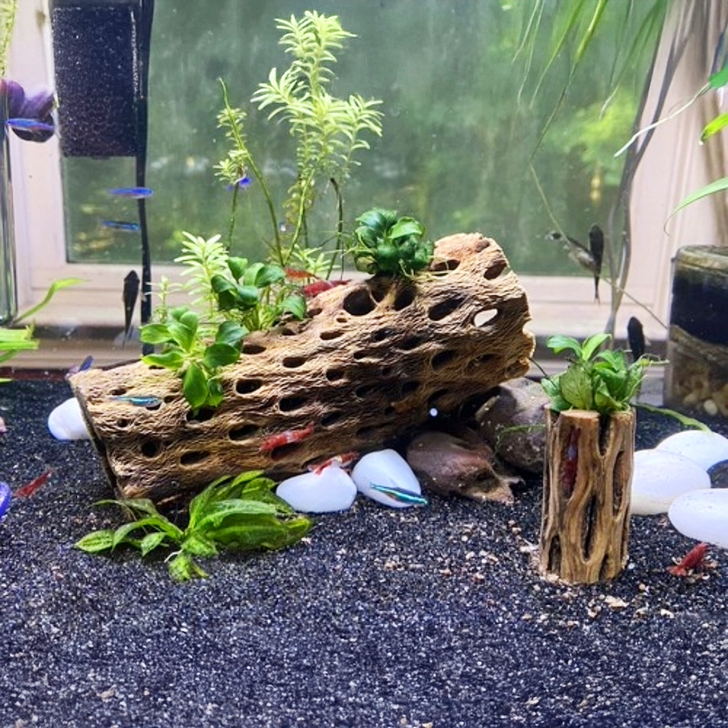 Cholla Driftwood Tunnel Tube