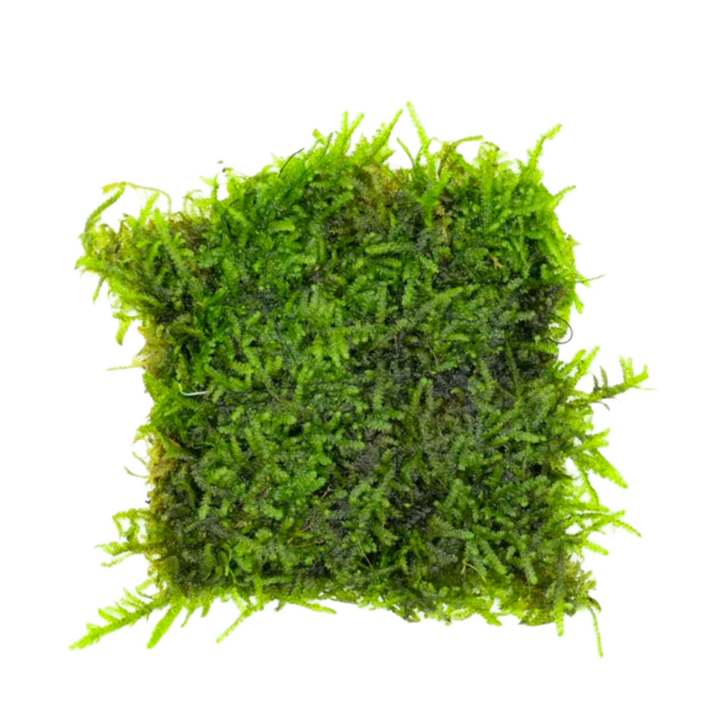 Christmas Moss on Stainless Steel