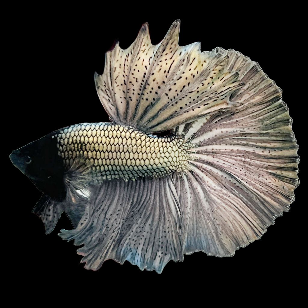 Copper Steel Halfmoon Male Betta Fish