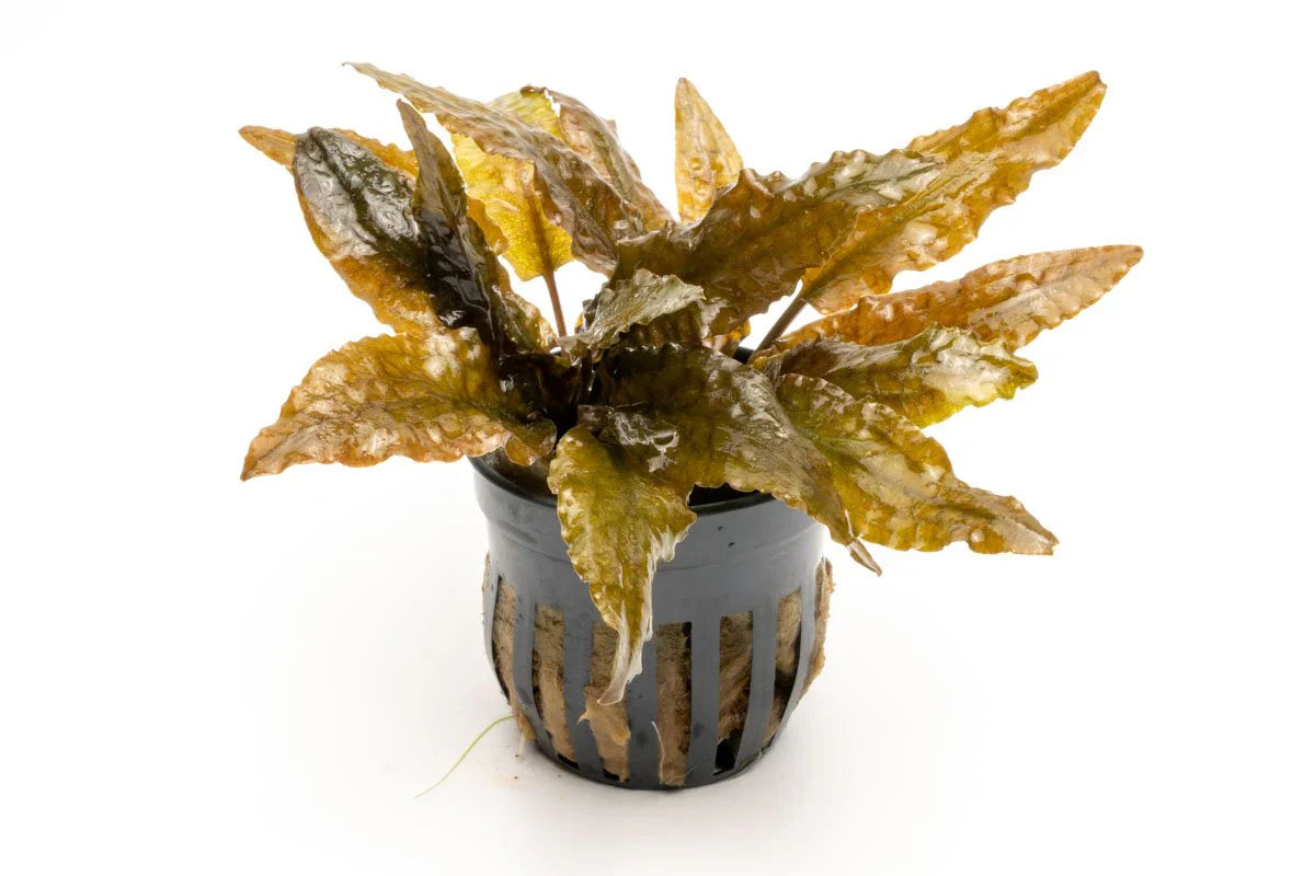 Cryptocoryne Tropica