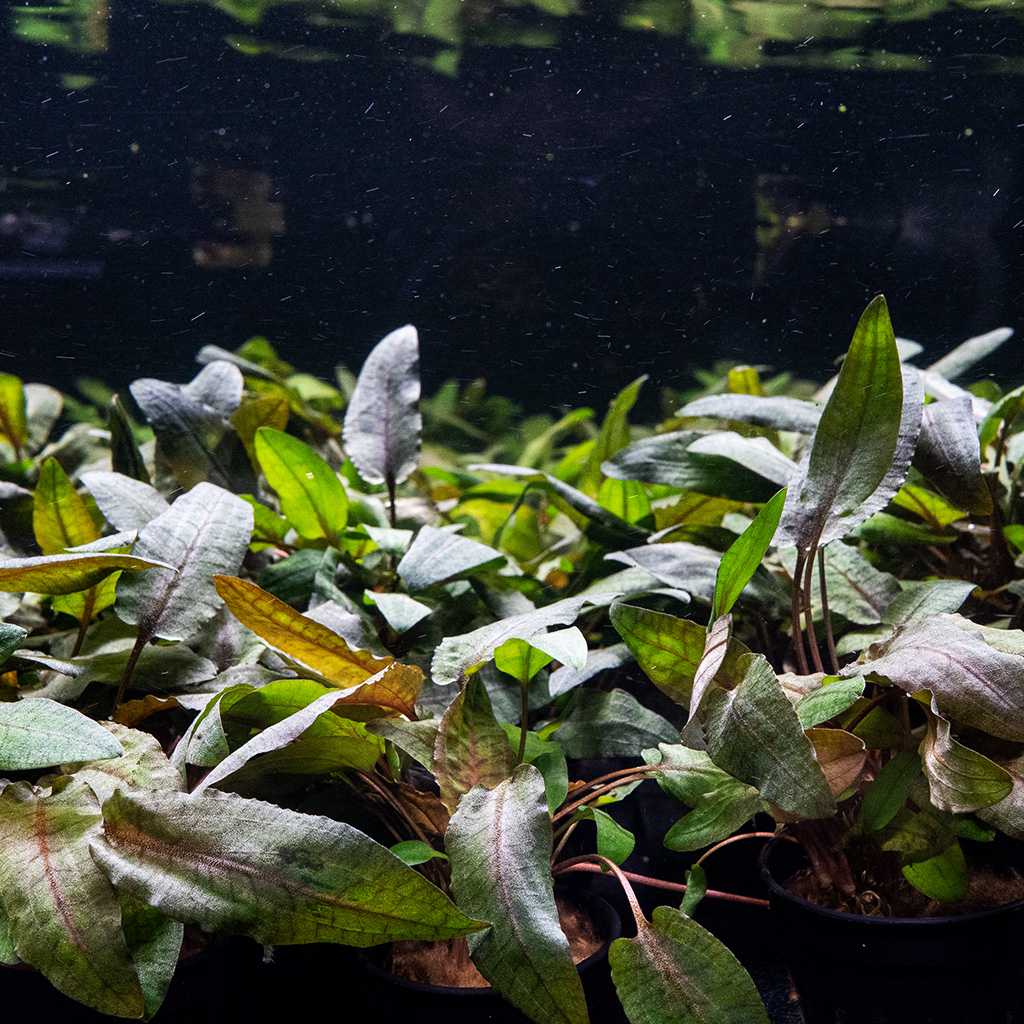 Cryptocoryne Tropica