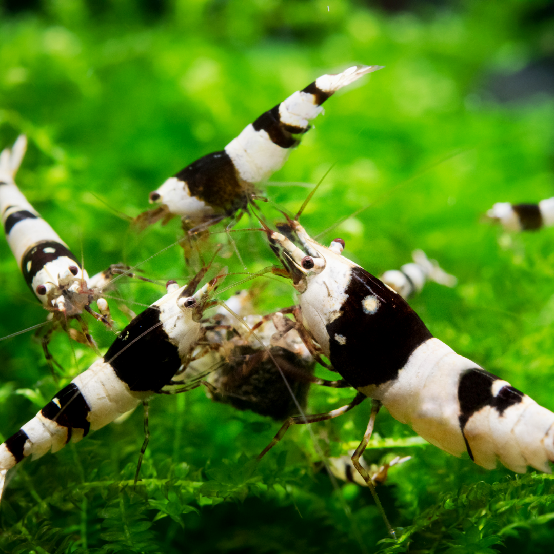 Crystal Black Caridina Shrimp