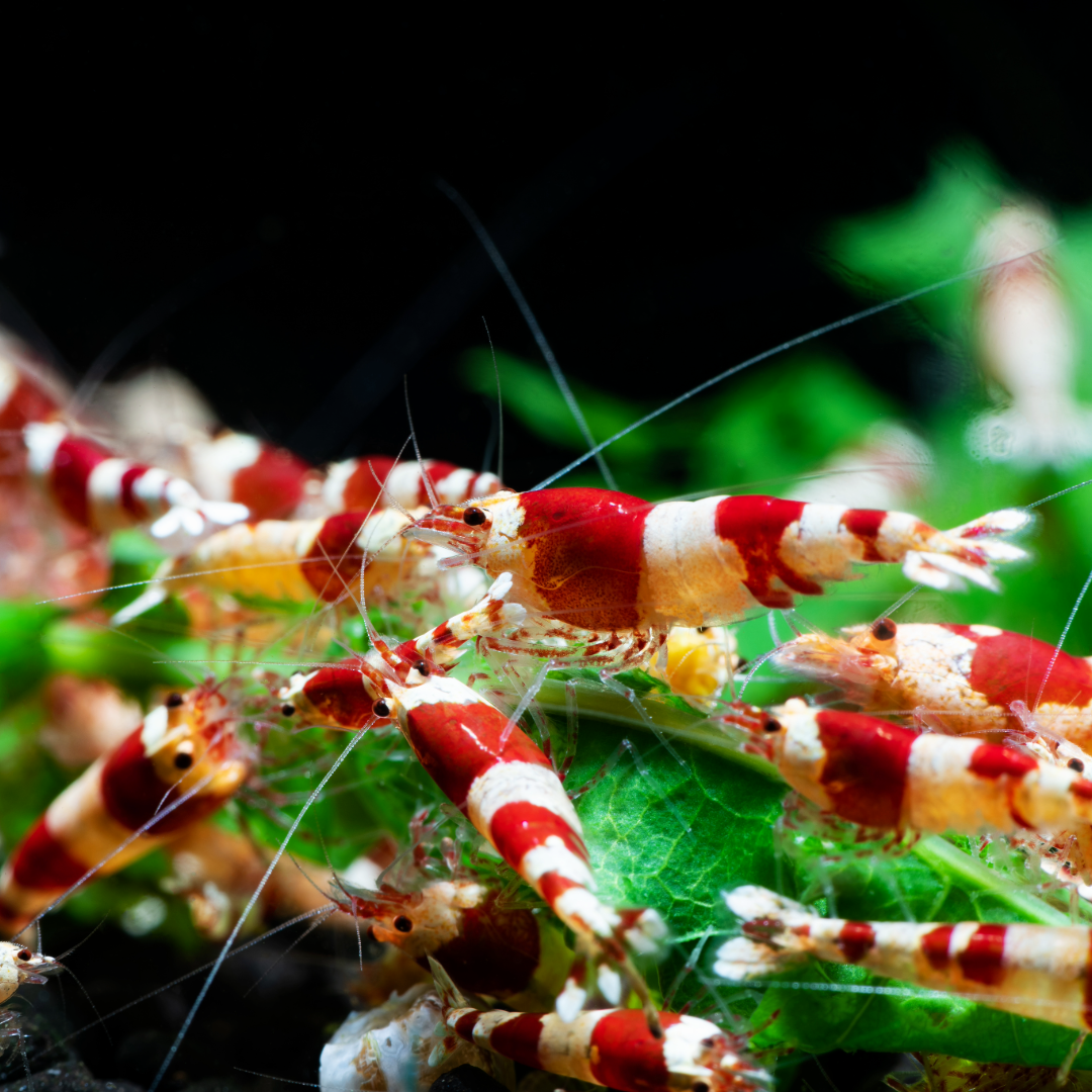Crystal Red Caridina Shrimp