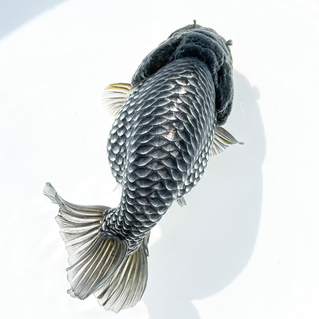 Dragon Scale Ranchu Goldfish | Exotic Premium