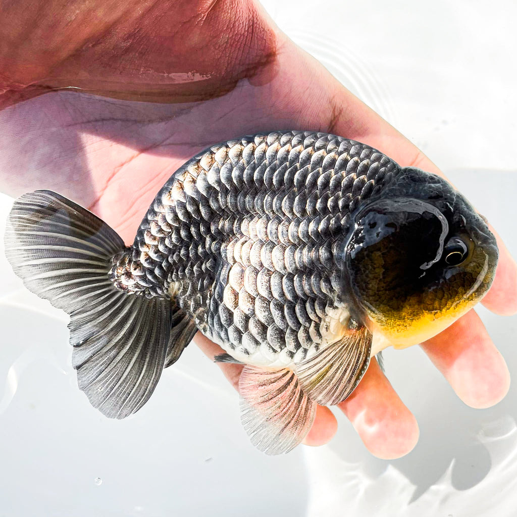 Dragon Scale Ranchu Goldfish | Exotic Premium