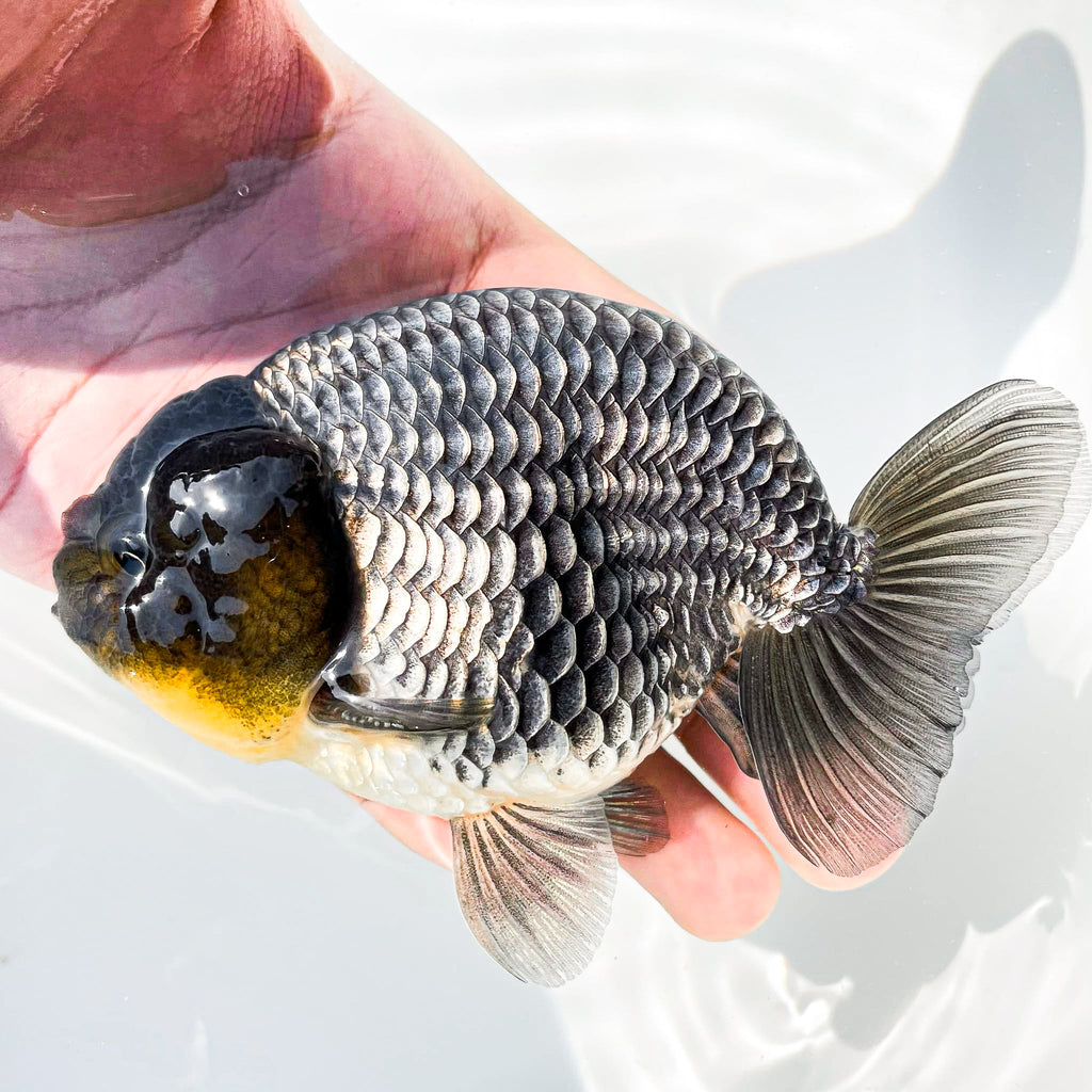 Dragon Scale Ranchu Goldfish | Exotic Premium