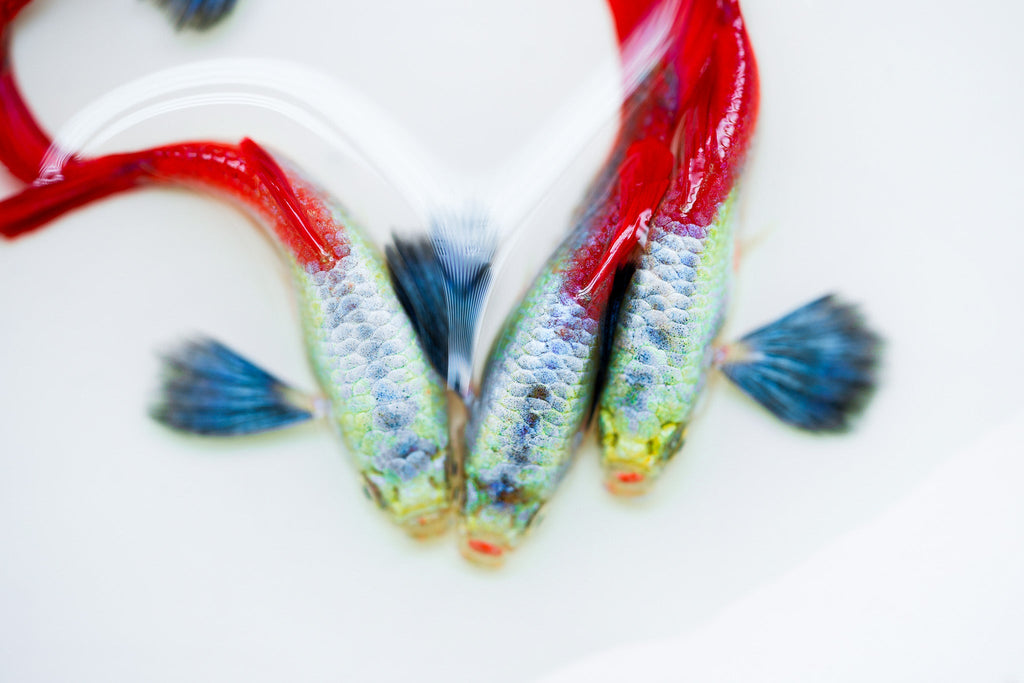 Dumbo Red Tail Guppy Fish