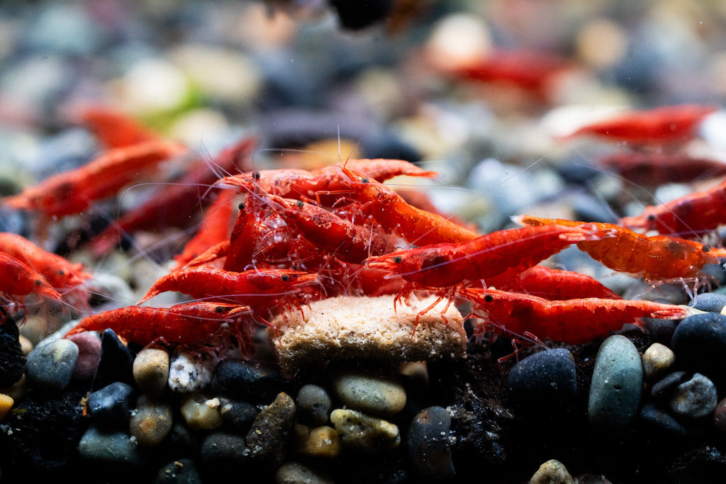 Fire Red Neocaridina Shrimp