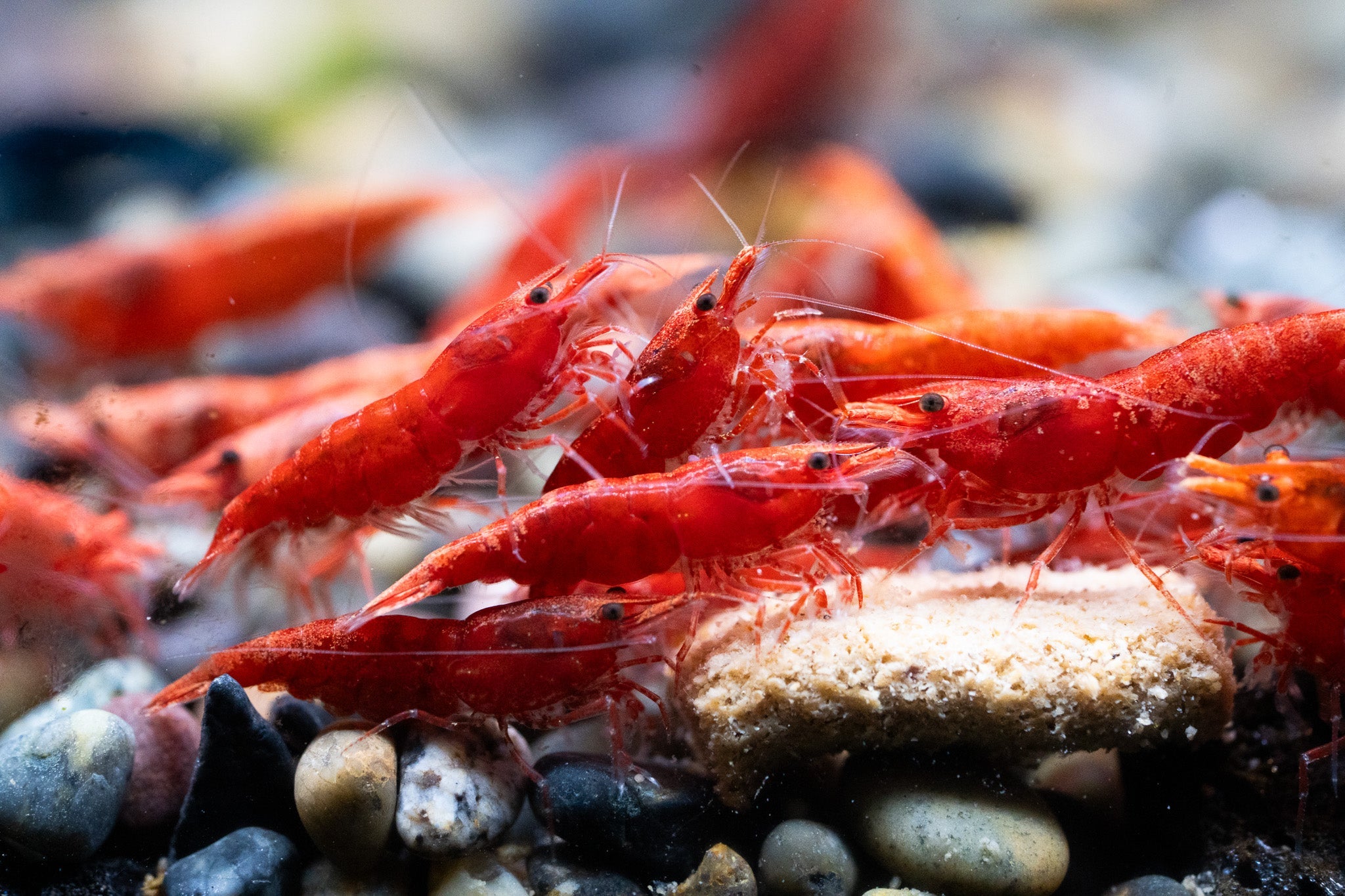 Fire Red Neocaridina Shrimp