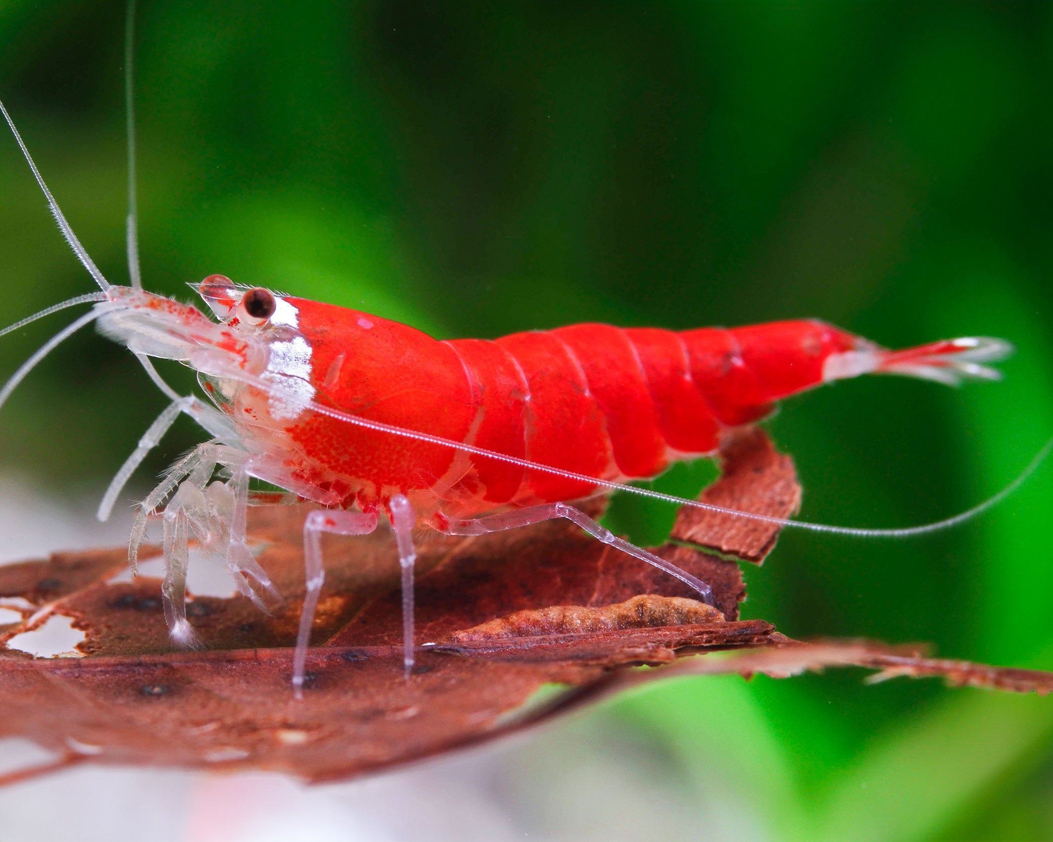 Santa Caridina Shrimp