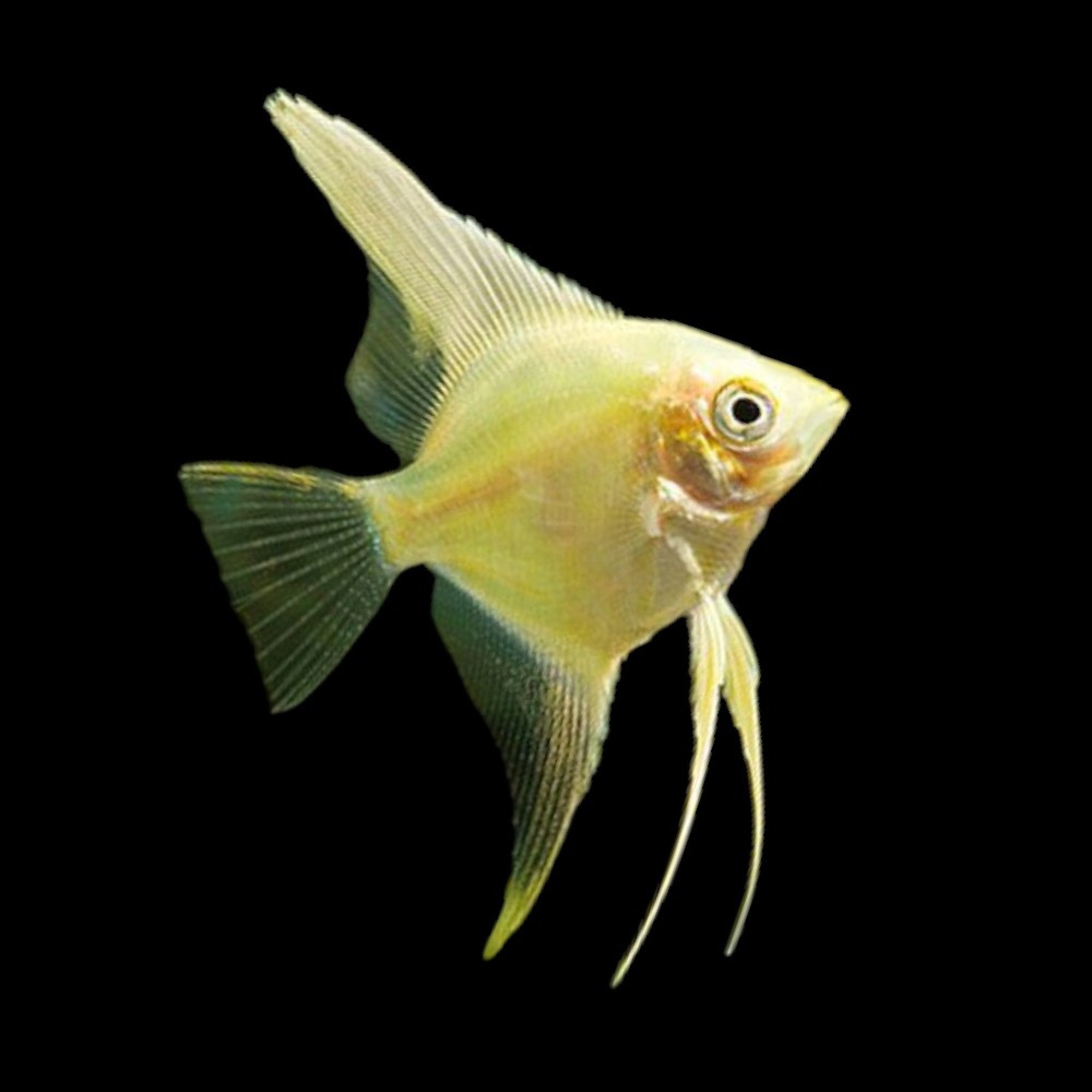 Gold Angelfish