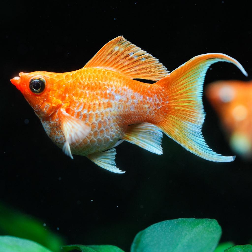 Golden Balloon Lyretail Molly Fish