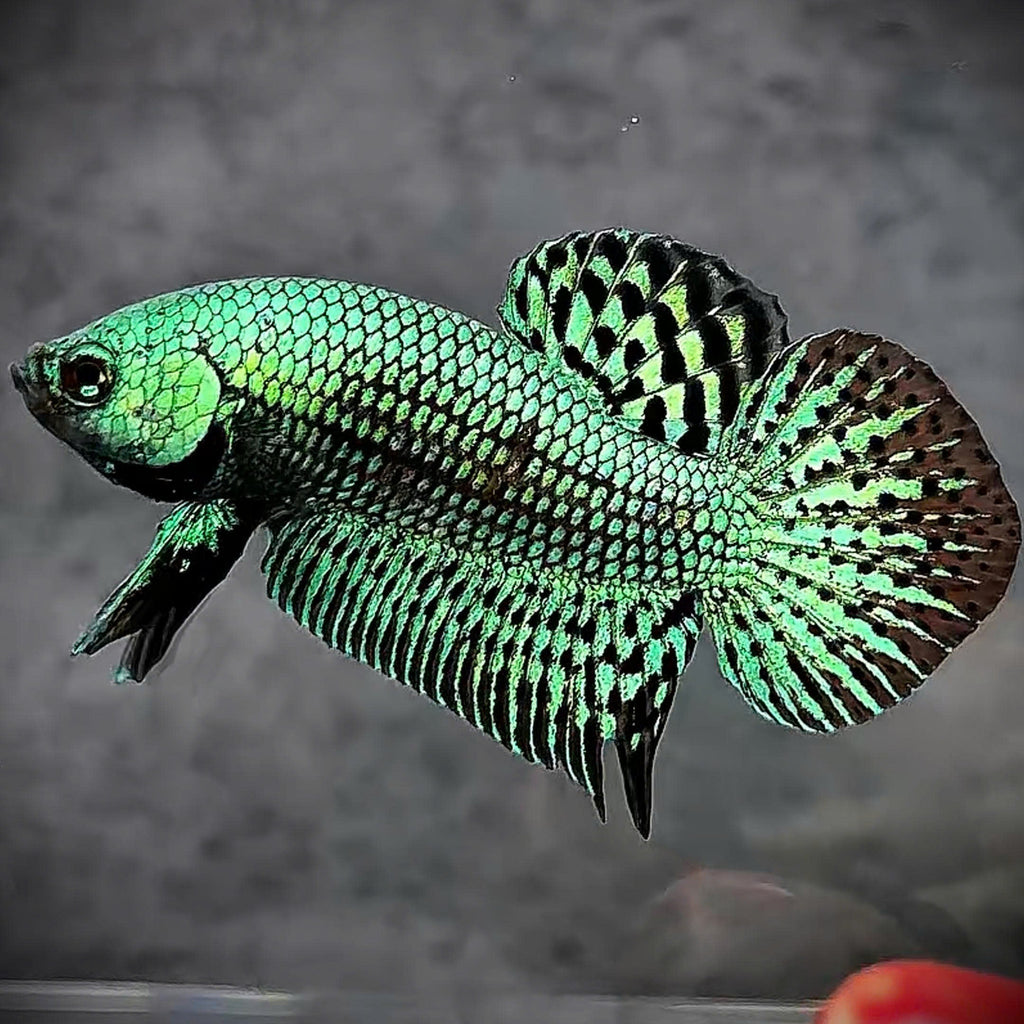 Wild Alien Green Male Betta Fish